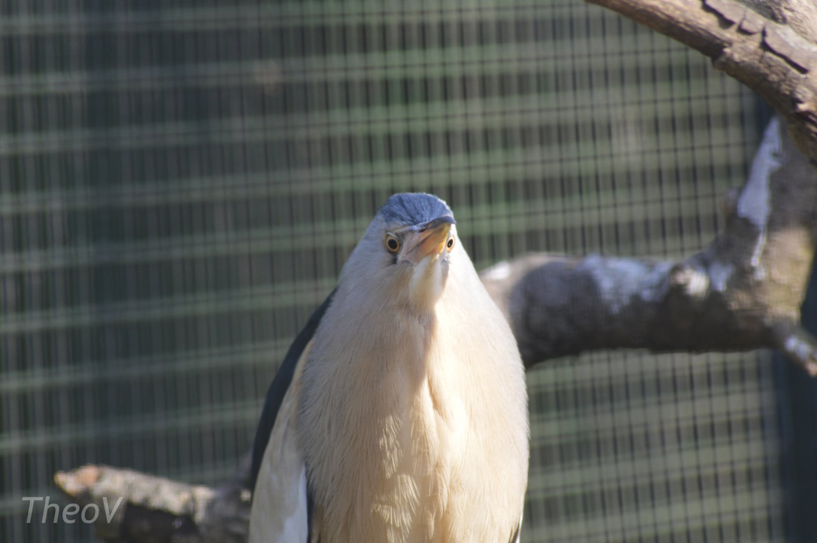 Little bittern [2018]