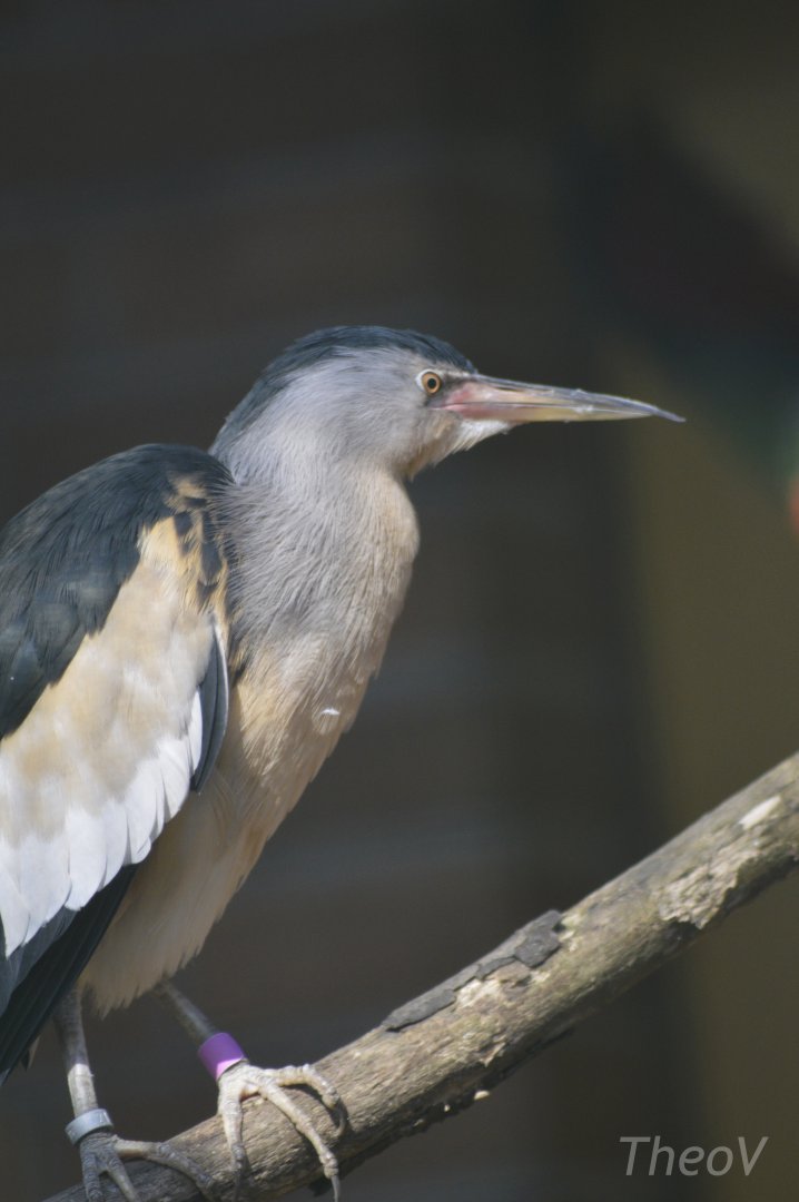 Little bittern [2018]