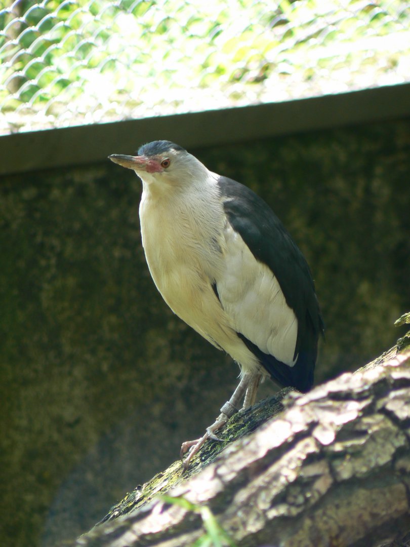 Little Bittern - 4 June 2019