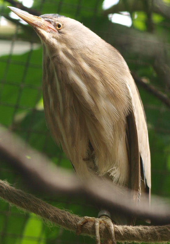 Little bittern (April 19th, 2015)
