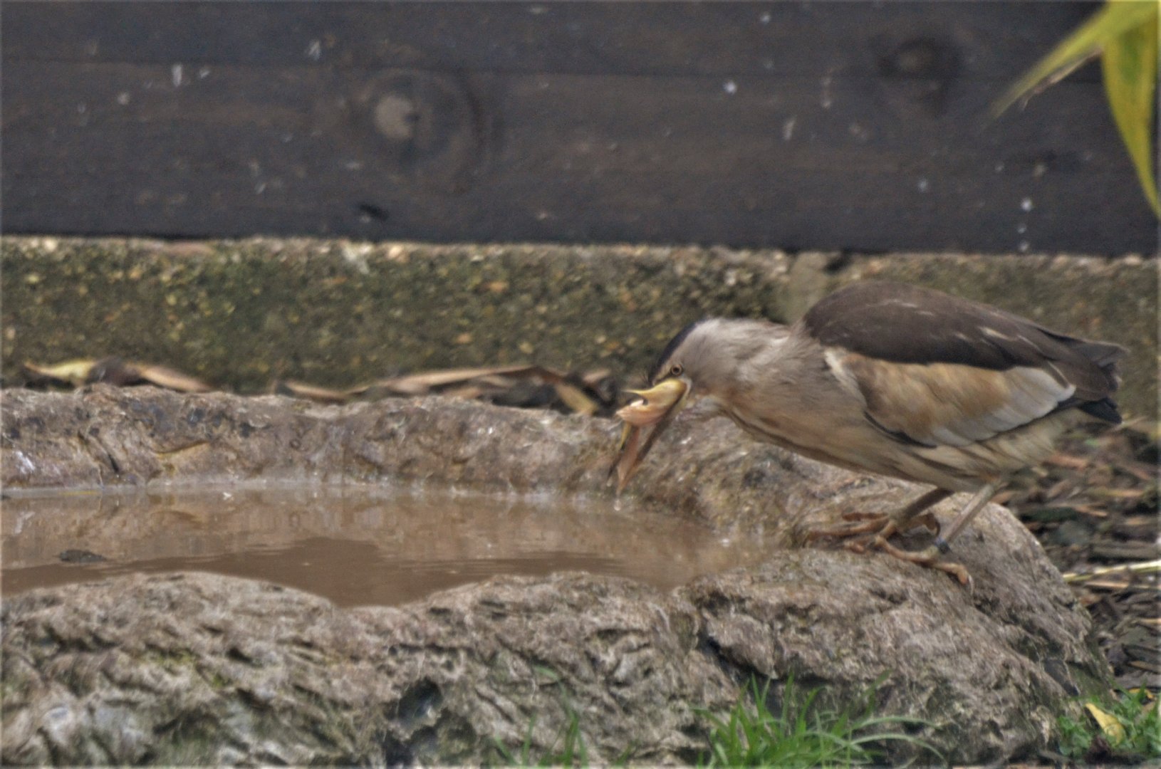 Little Bittern at Hamerton, 19/11/16