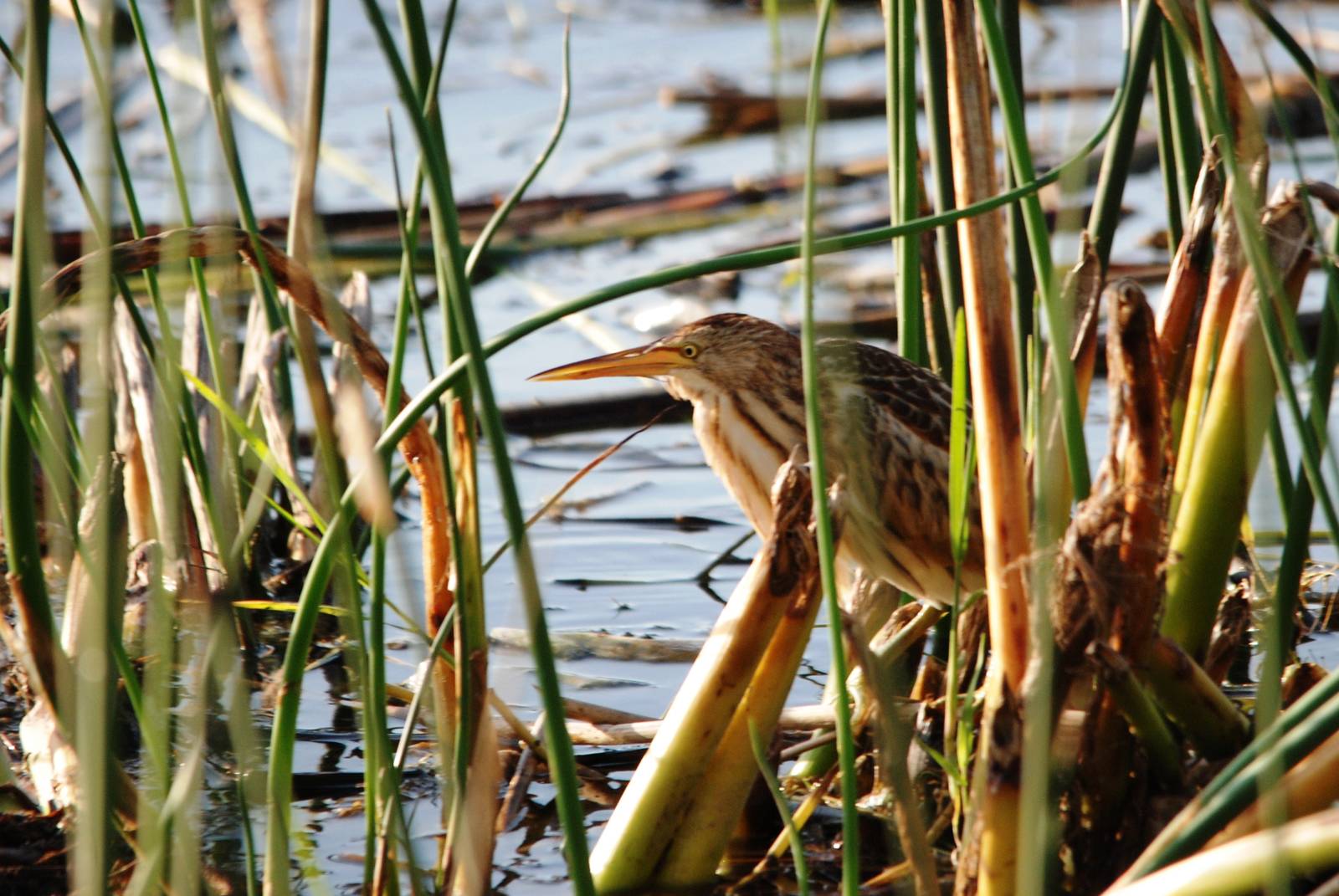 Little Bittern at Hawassa, 16/10/14