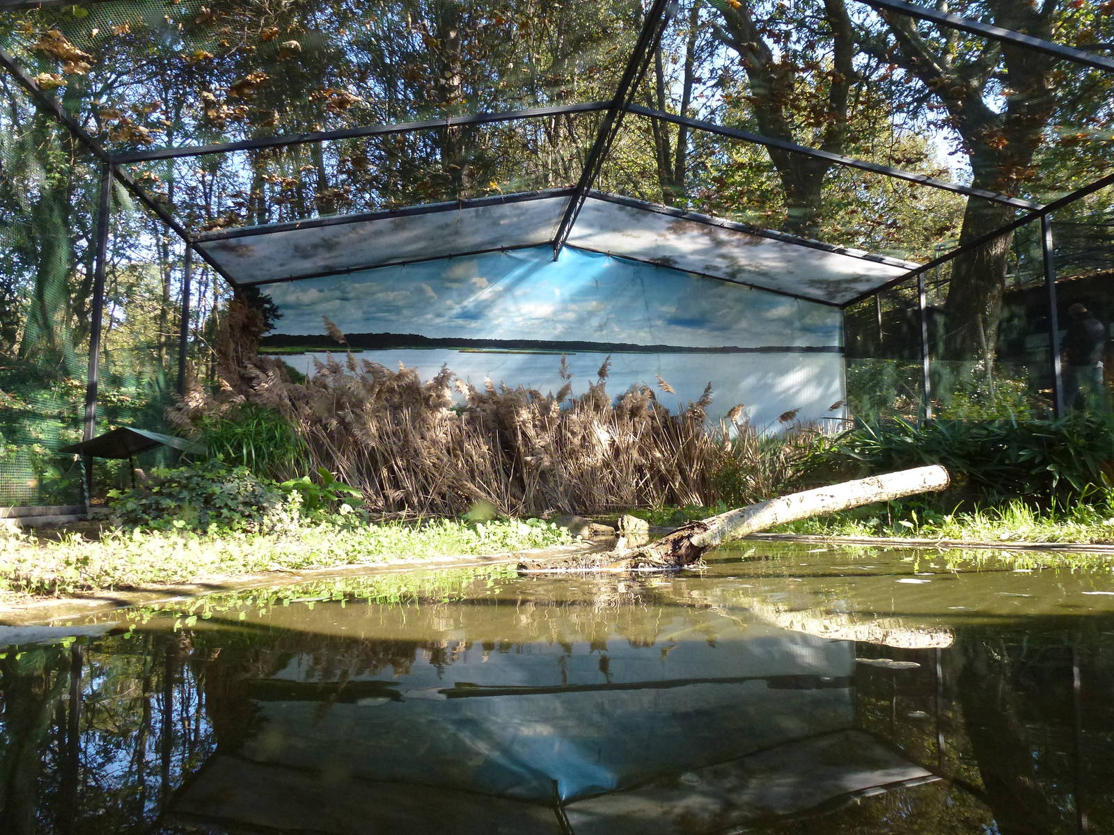 Little bittern aviary, November 2013.