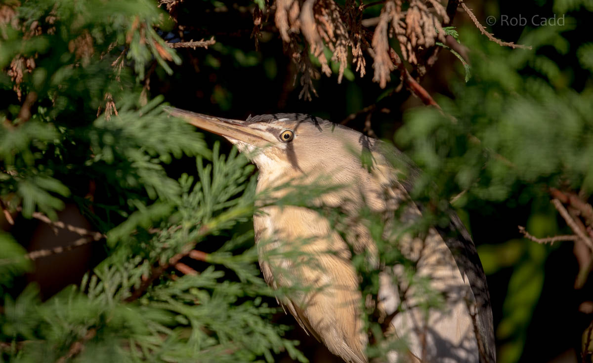 Little bittern : Hamerton : 01 Nov 2015