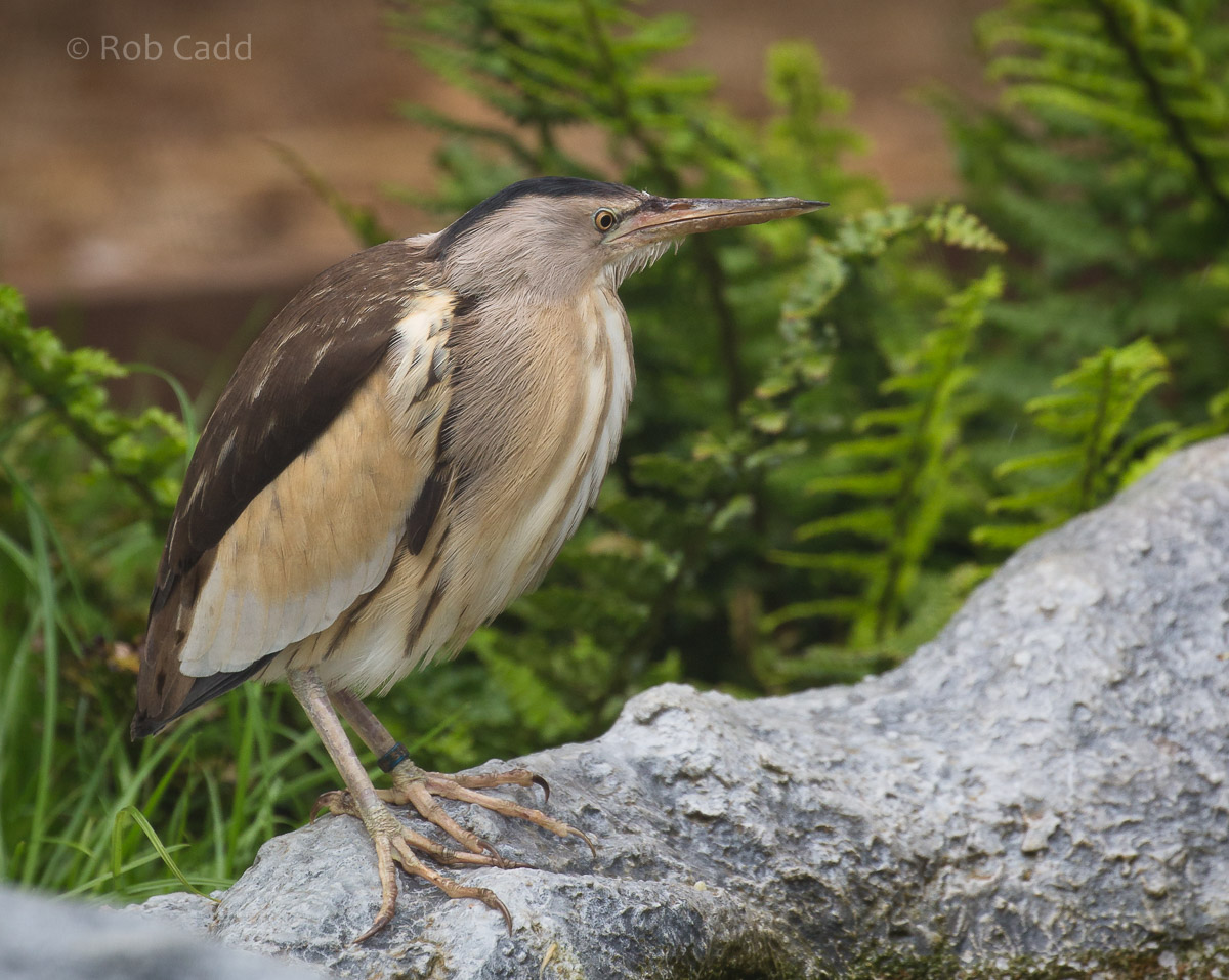 Little bittern : Hamerton : 12 Jul 2015
