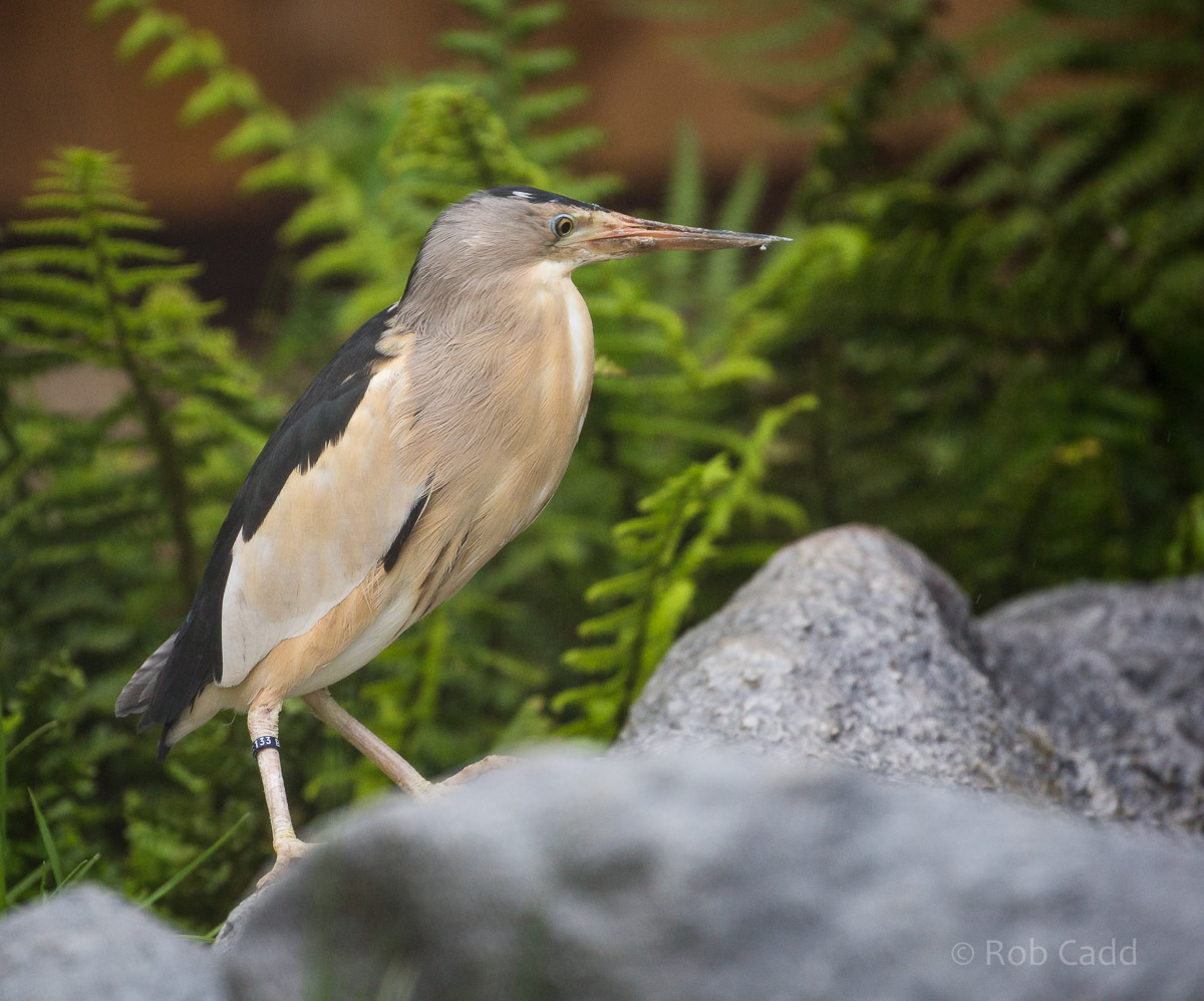 Little bittern : Hamerton : 12 Jul 2015