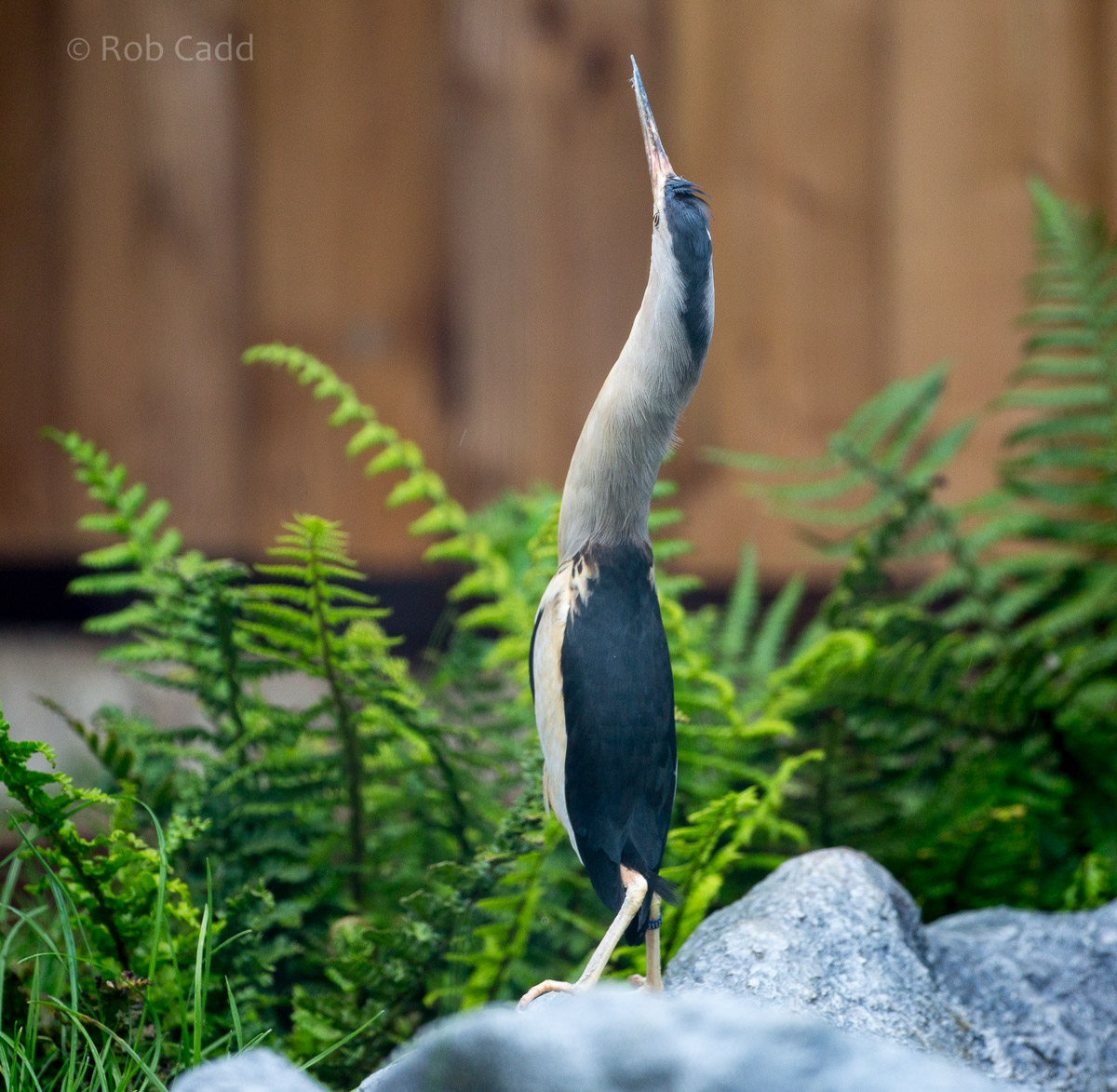 Little bittern : Hamerton : 12 Jul 2015