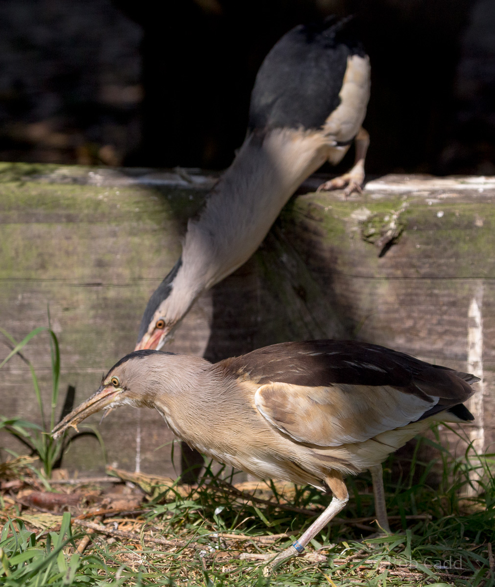Little bittern : Hamerton : 14 May 2017