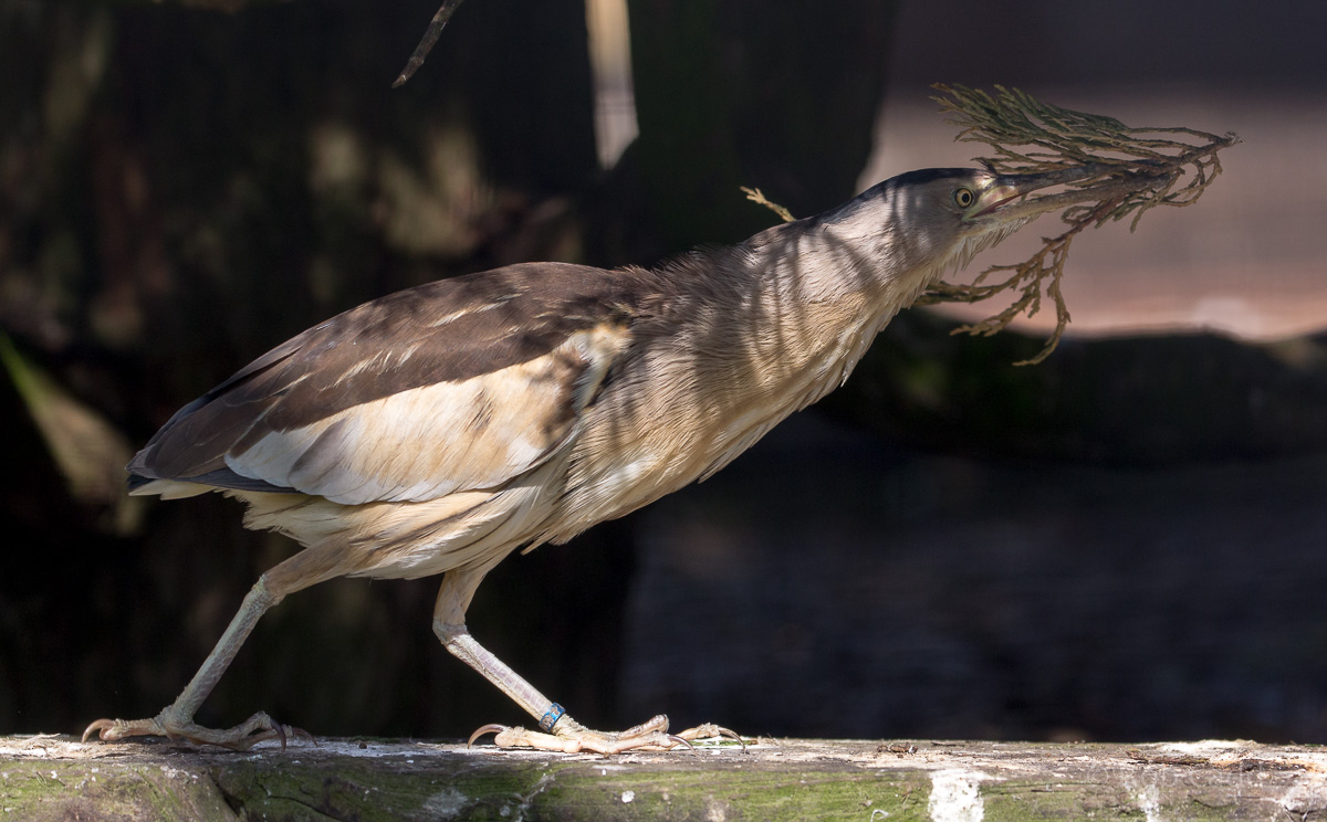 Little bittern : Hamerton : 14 May 2017
