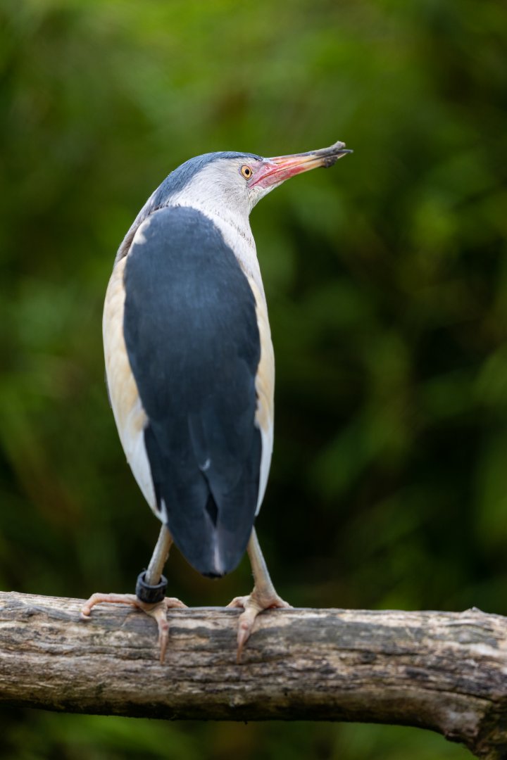 Little Bittern / Hamerton / 15-7-21