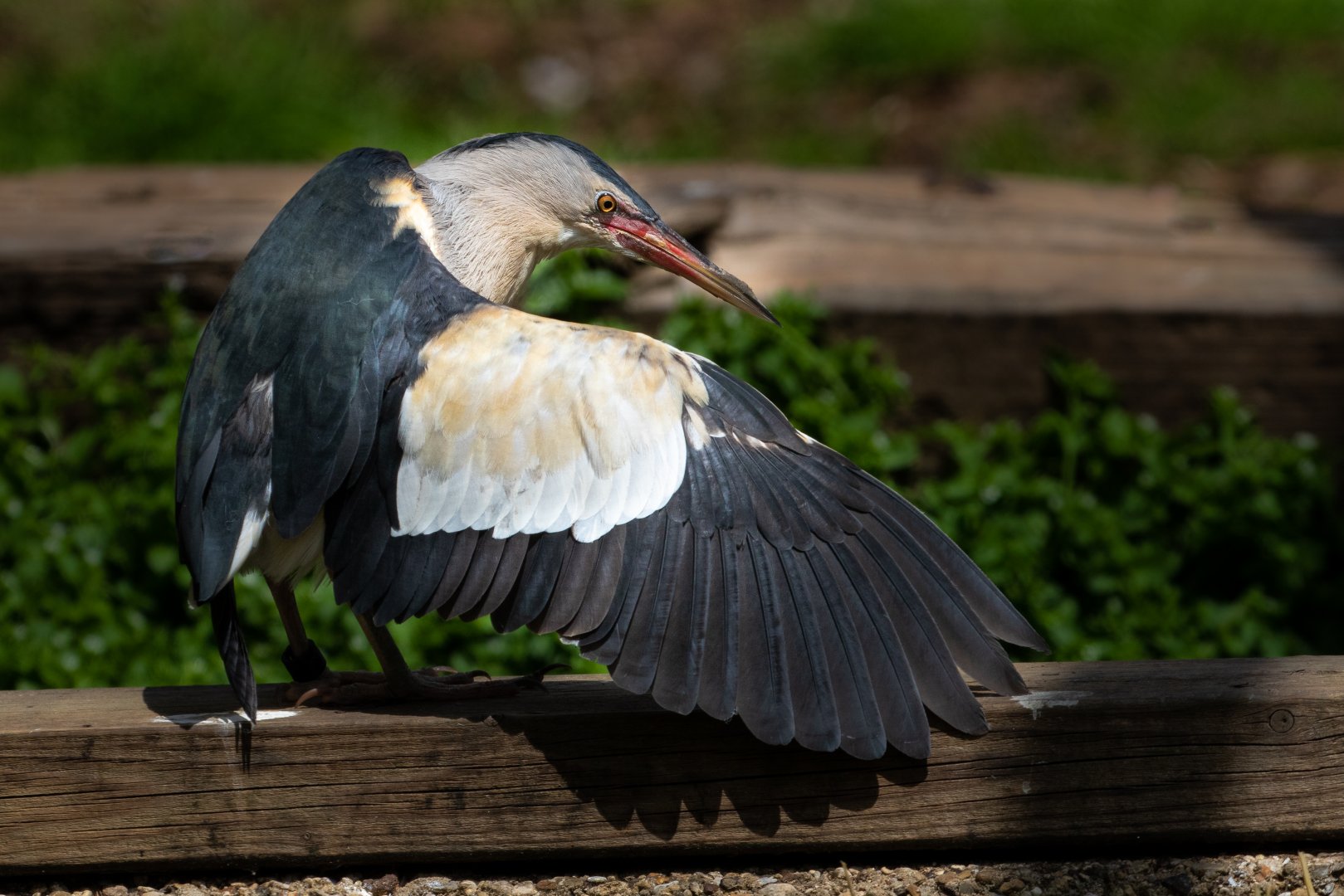 Little bittern / Hamerton / 17-6-20