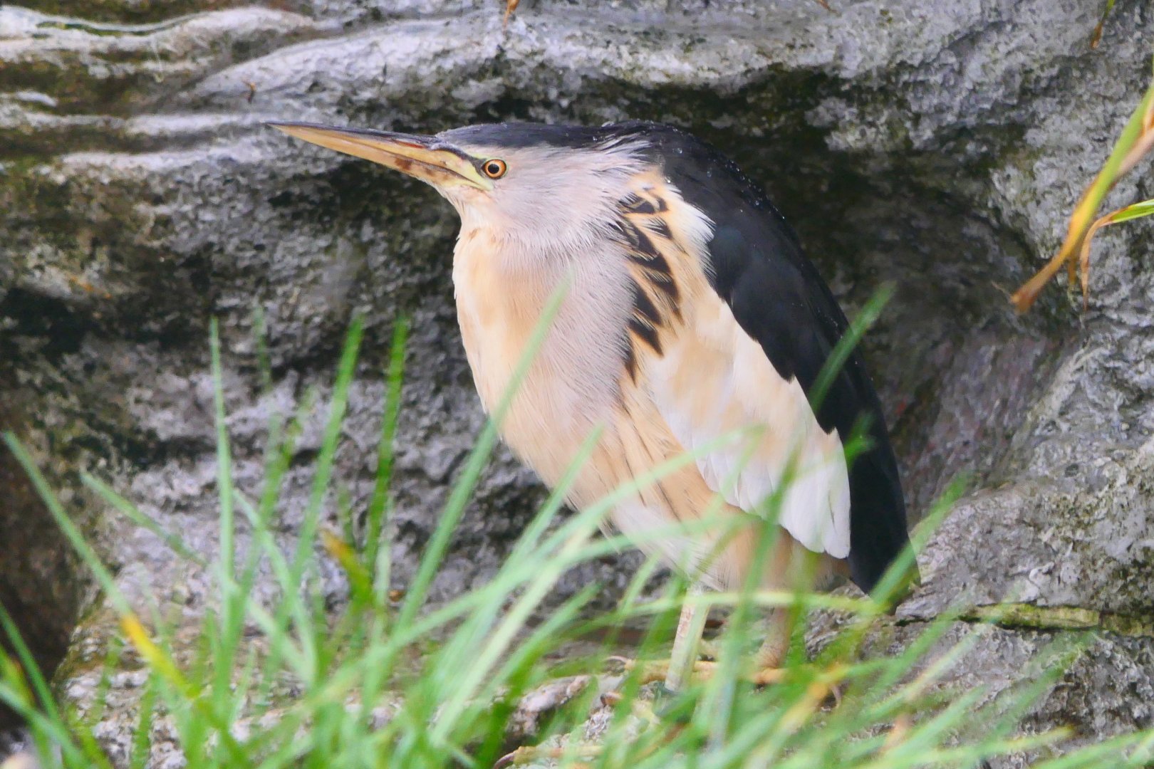 Little Bittern - Hamerton - 3/1/19