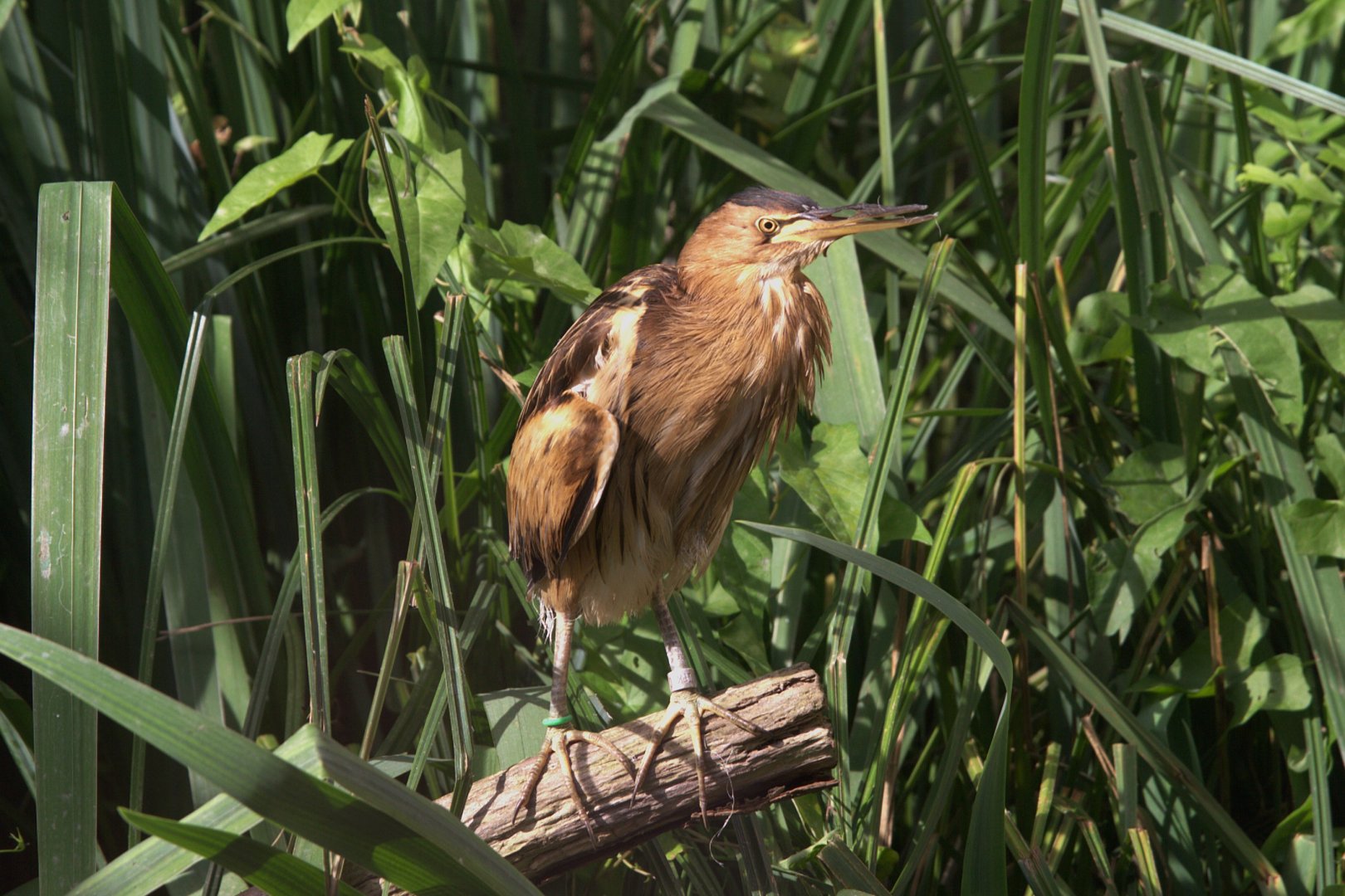Little Bittern (Ixobrychus minutus), 13-09-25