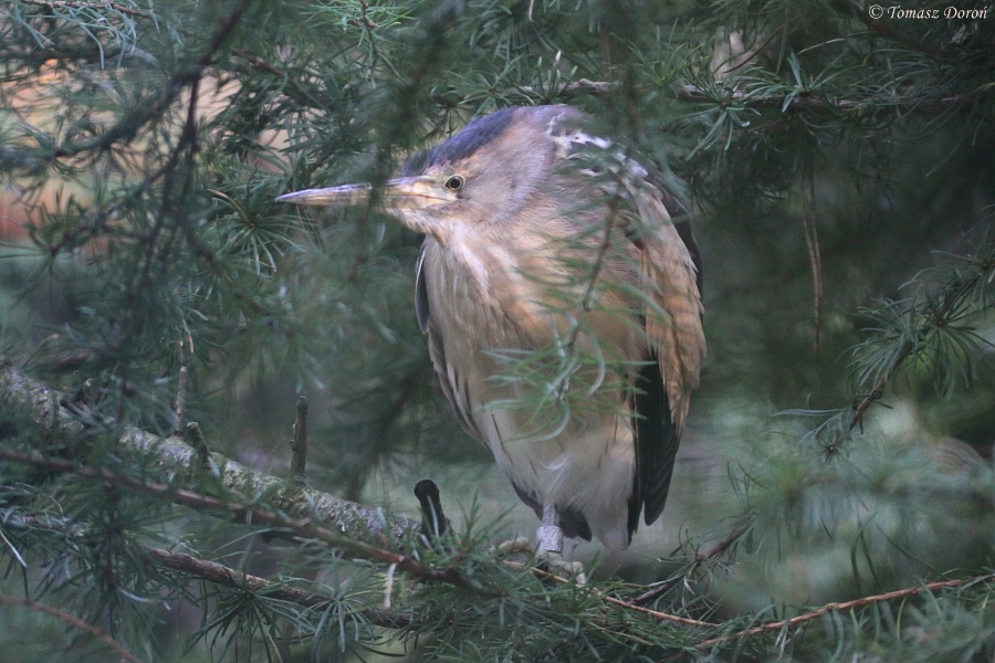 Little Bittern (Ixobrychus minutus) October 2011