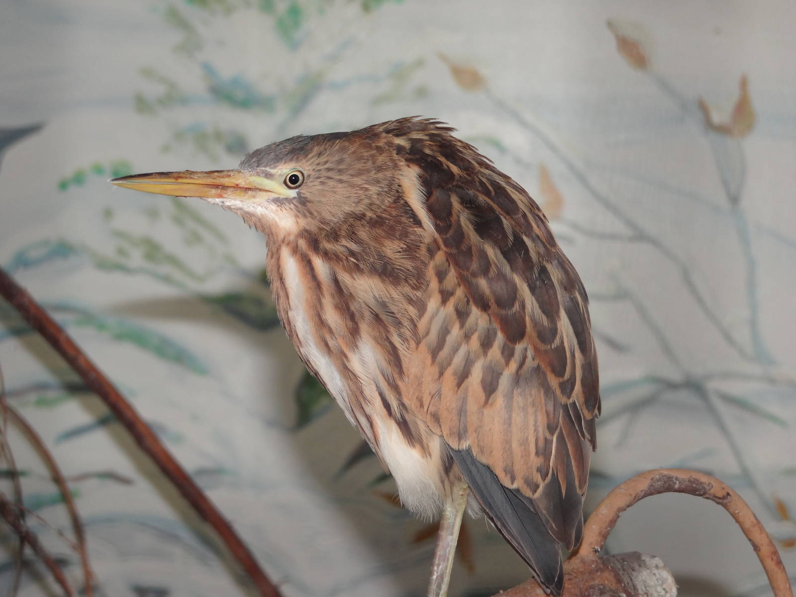 Little bittern (Ixobrychus minutus)