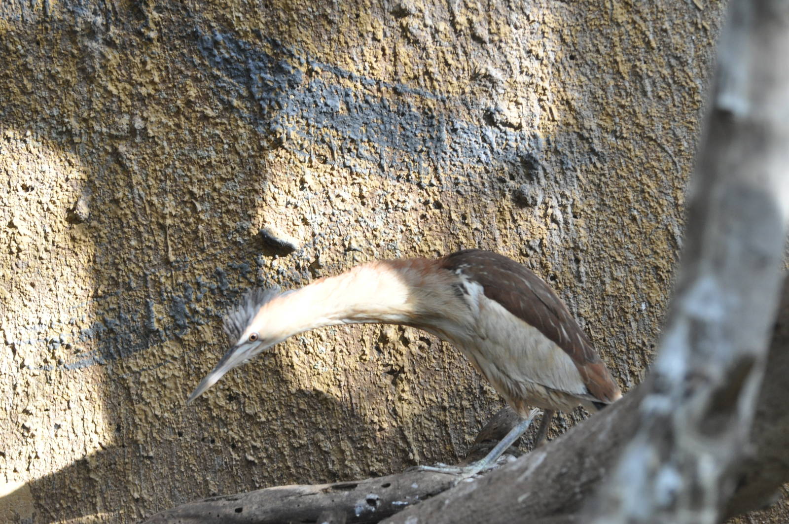 Little bittern/ Ixobrychus minutus