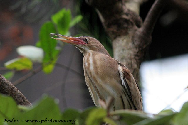 Little bittern (Ixobrychus minutus)