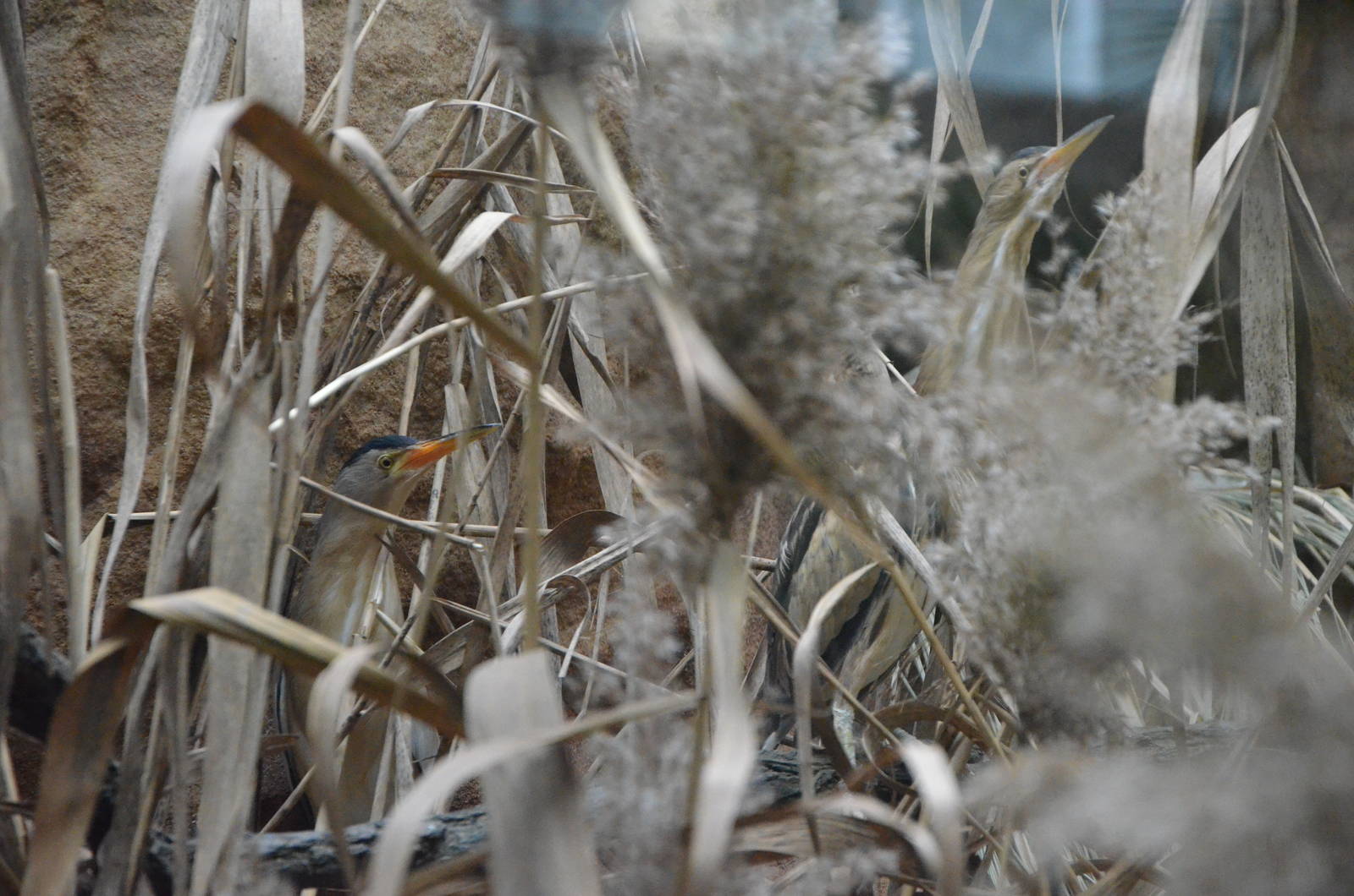 Little bittern Ixobrychus minutus