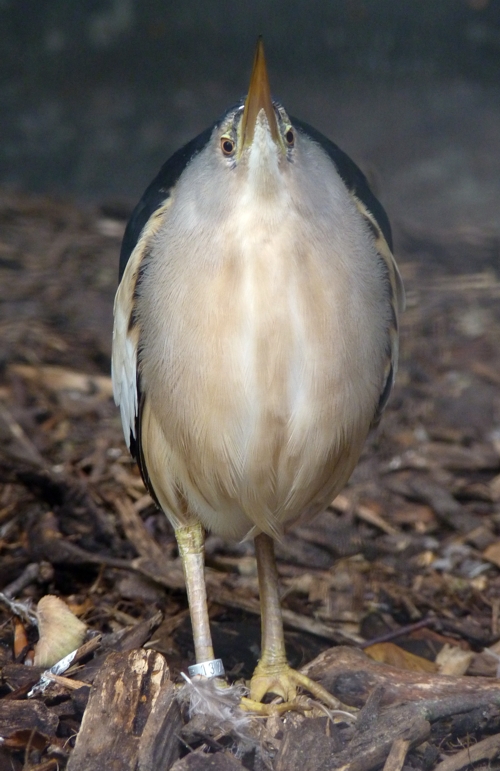 Little bittern (Ixobrychus minutus)
