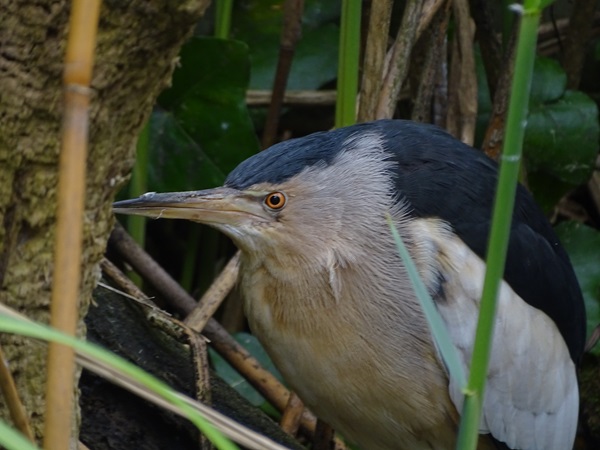 Little bittern (Ixobrychus minutus)