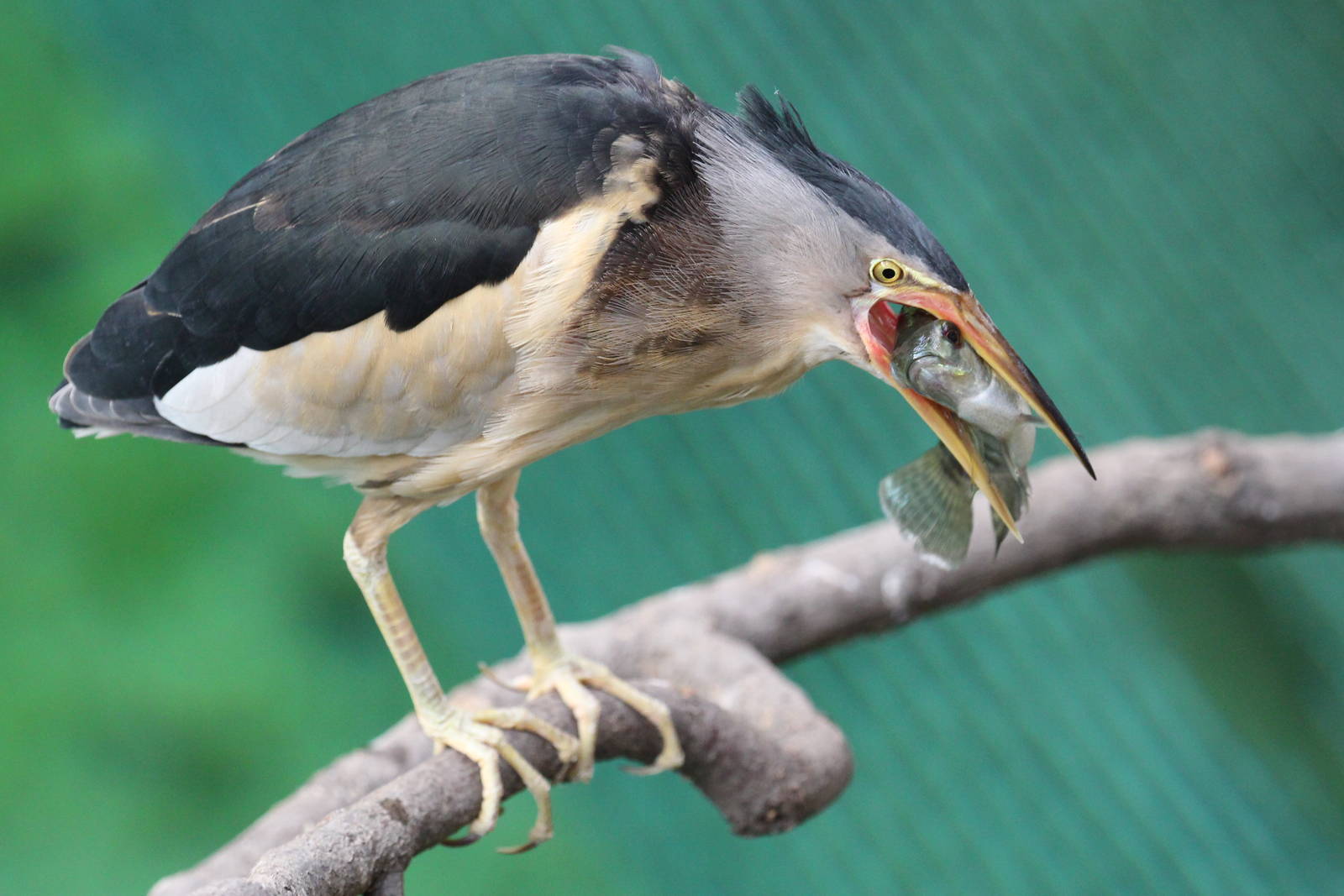 Little Bittern, Wroclaw Zoo, April 2016