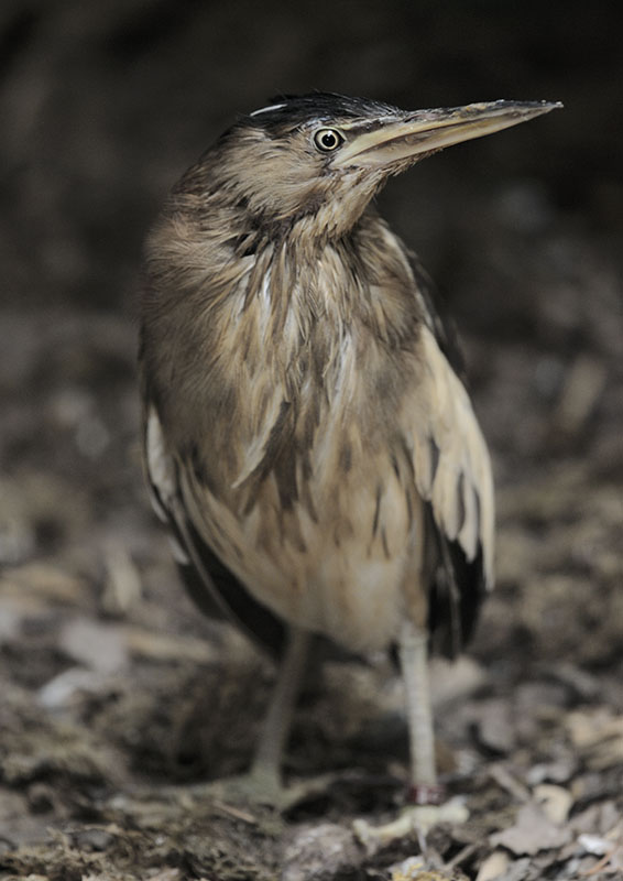 Little bittern