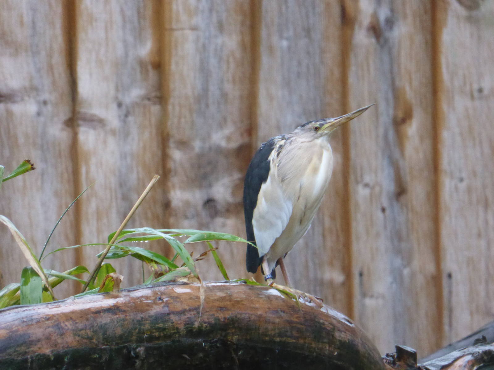 Little bittern