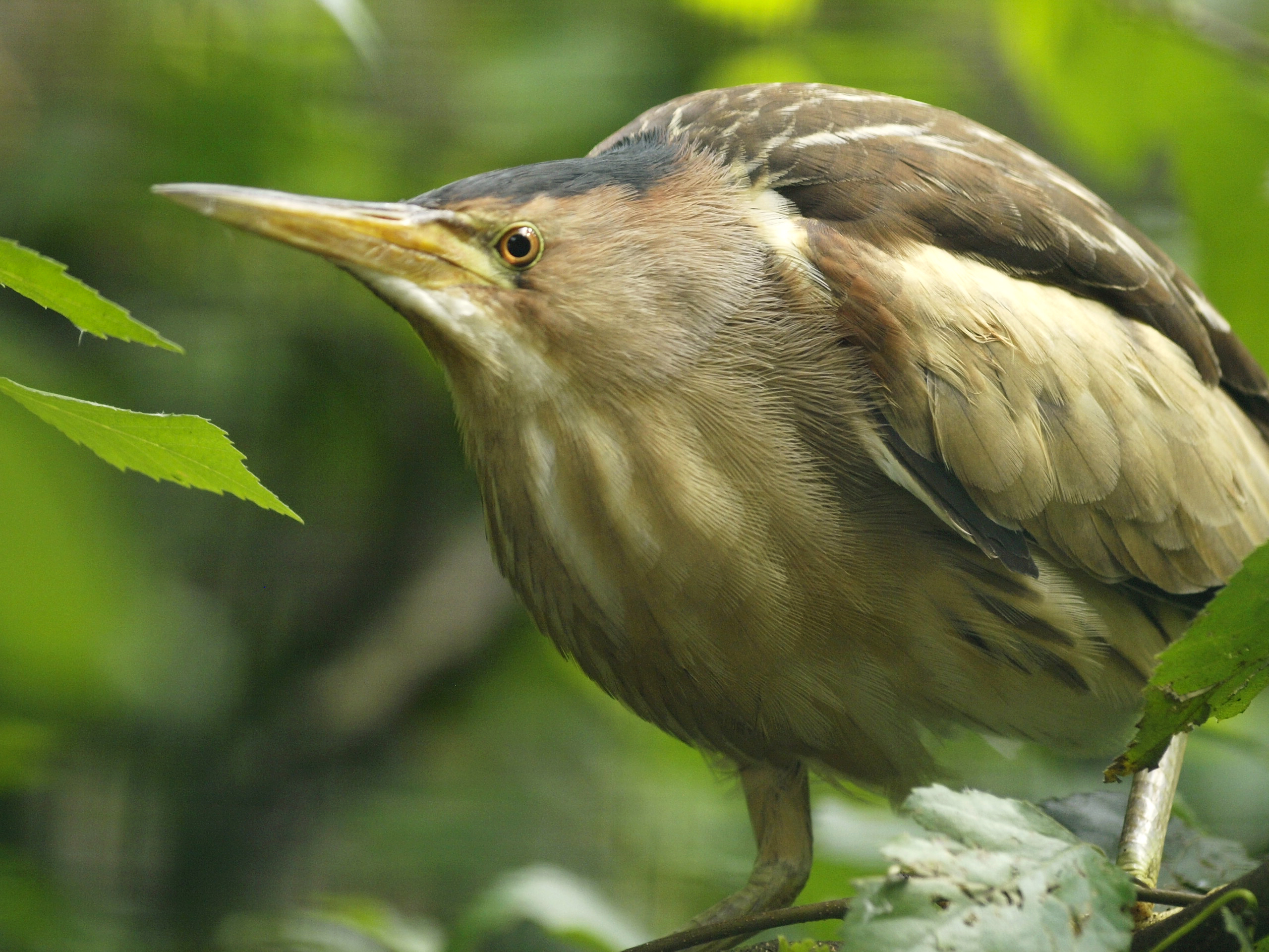 Little Bittern