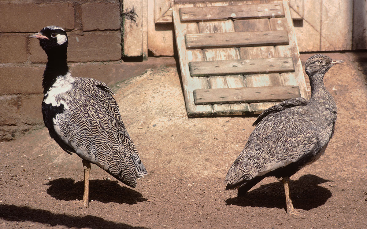 Little black bustard pair 1983