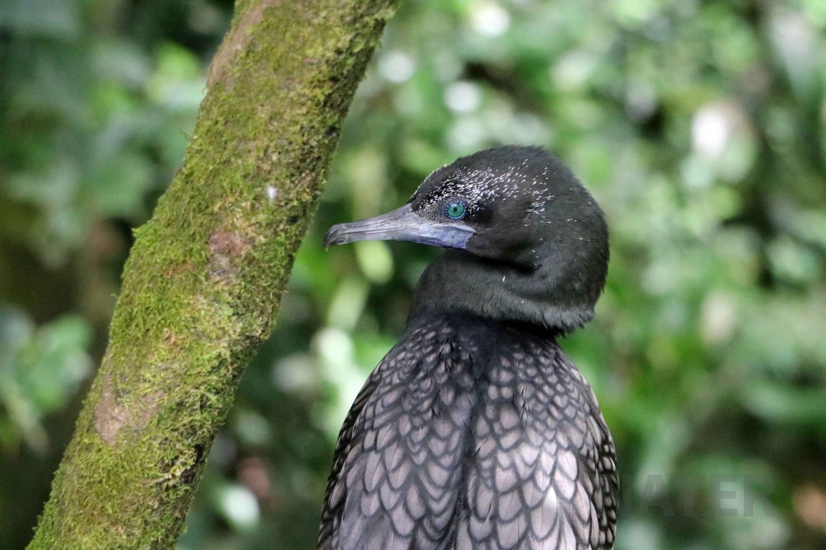Little black cormorant, June 2016