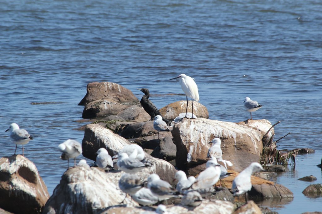 Little Black Cormorant, Little Egret, Silver Gulls