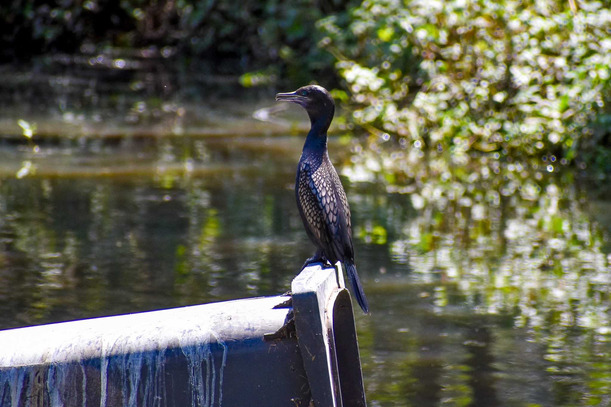 Little Black Cormorant on Bin