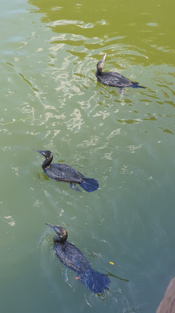 Little Black Cormorant (Phalacrocorax sulcirostris) - Solo Safari