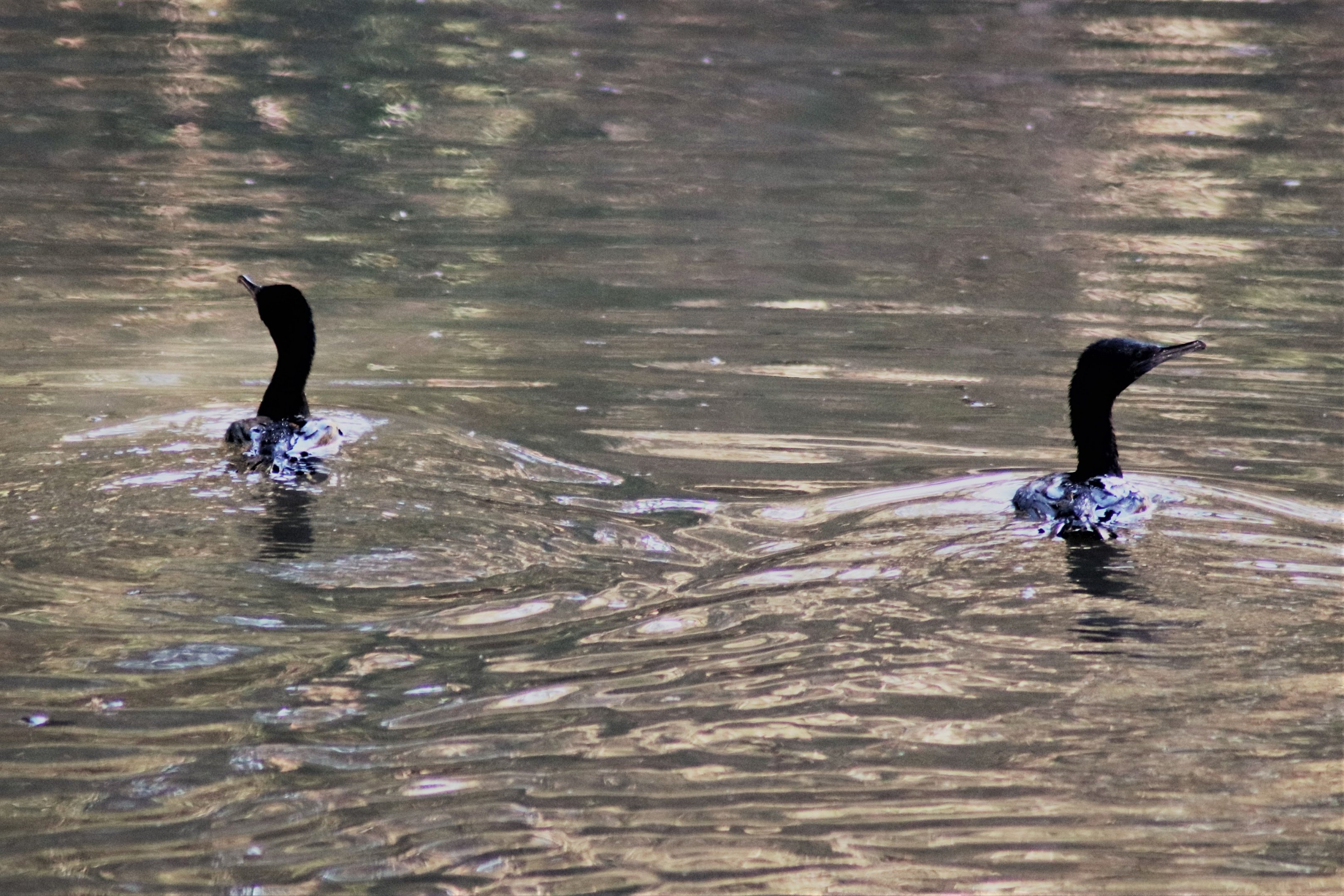 Little Black Cormorant (Phalacrocorax sulcirostris)