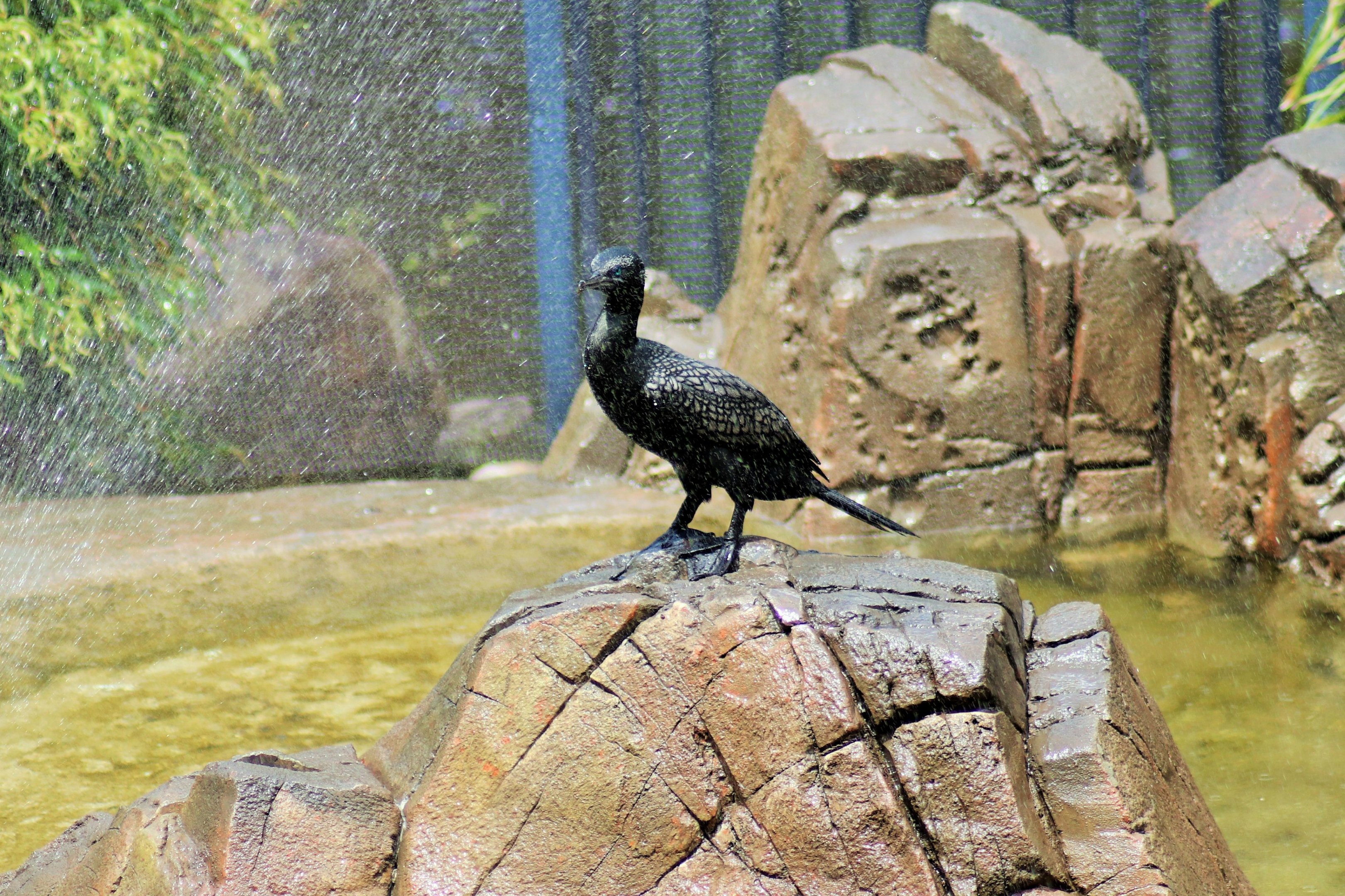 Little Black Cormorant (Phalacrocorax sulcirostris)