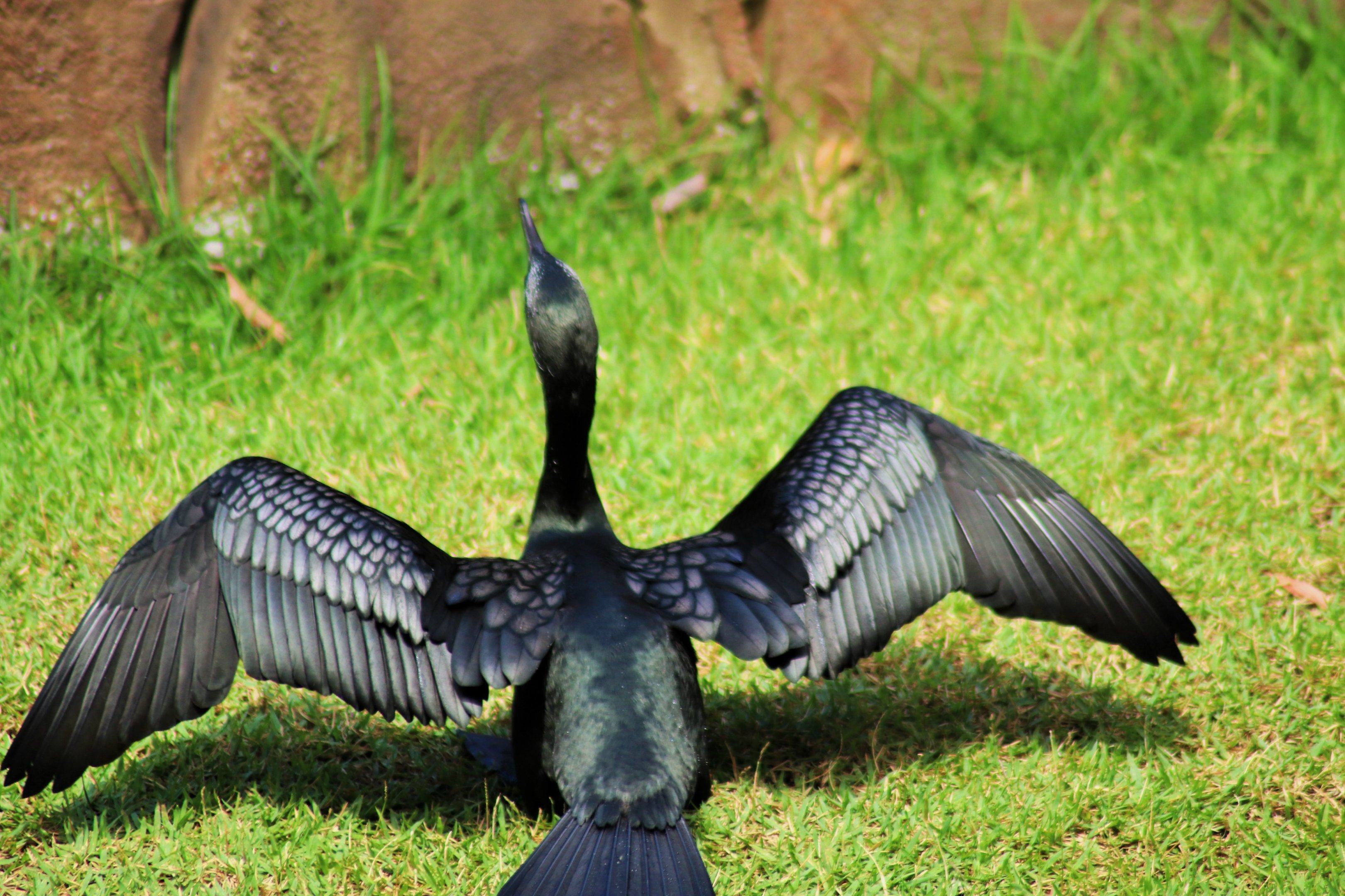 Little Black Cormorant (Phalacrocorax sulcirostris)