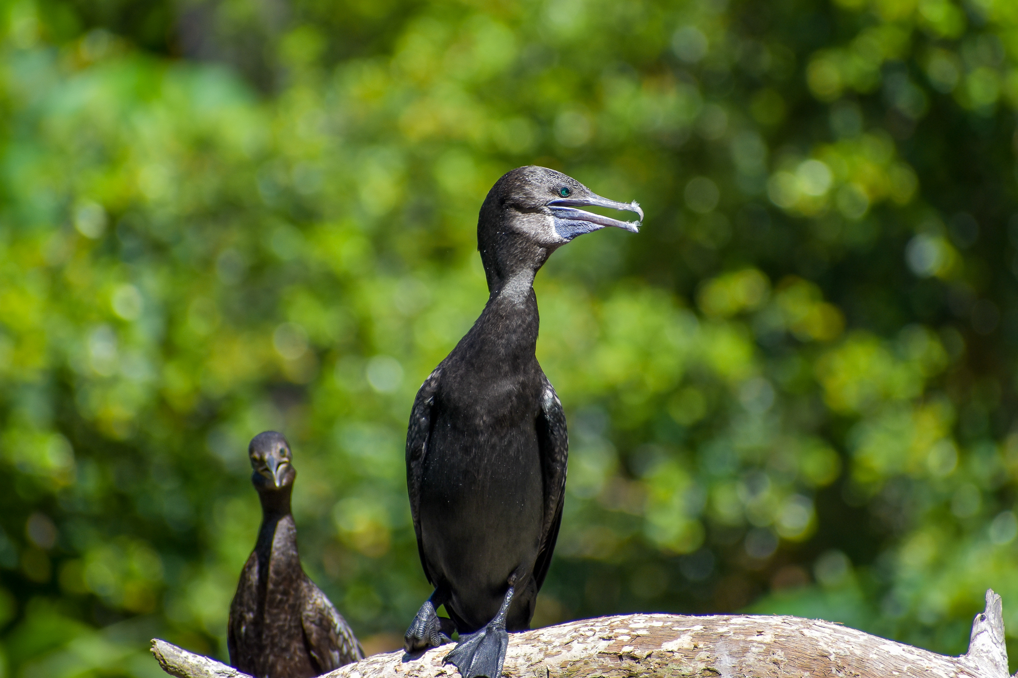Little Black Cormorant (Phalacrocorax sulcirostris)