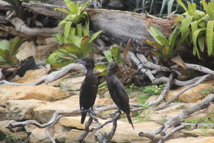 Little black cormorant (Phalacrocorax sulcirostris)