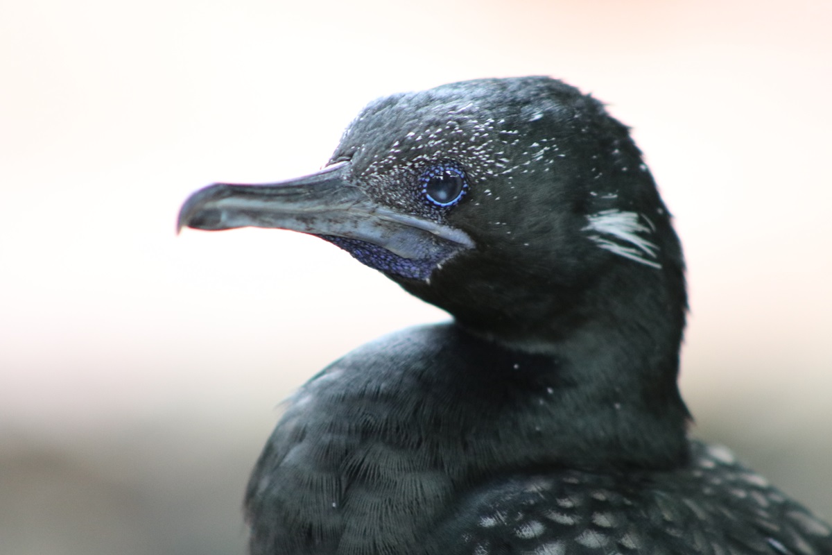 Little Black Cormorant (Phalacrocorax sulcirostris)