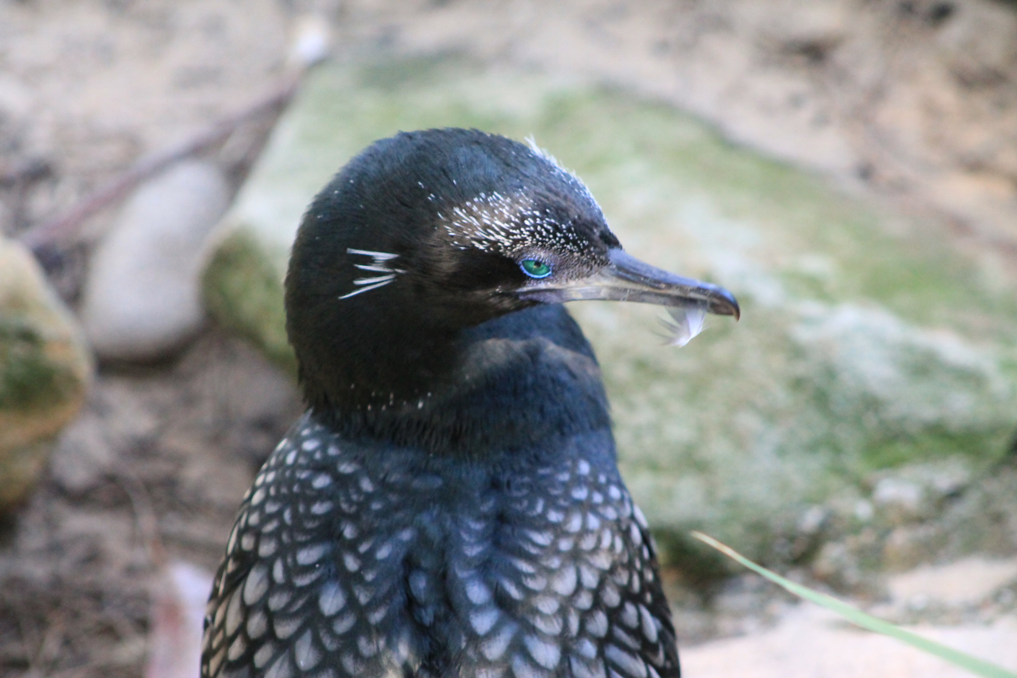 Little Black Cormorant (Phalacrocorax sulcirostris)