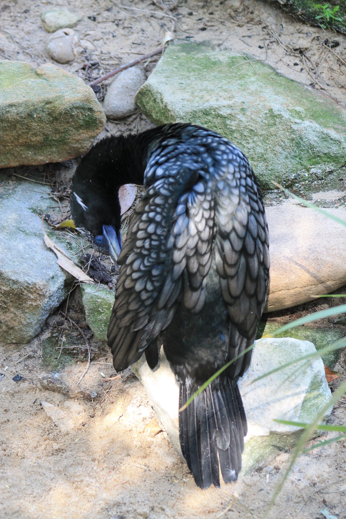 Little Black Cormorant (Phalacrocorax sulcirostris)