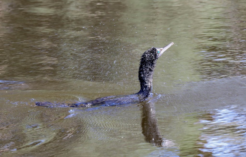 Little Black Cormorant shaking off the water