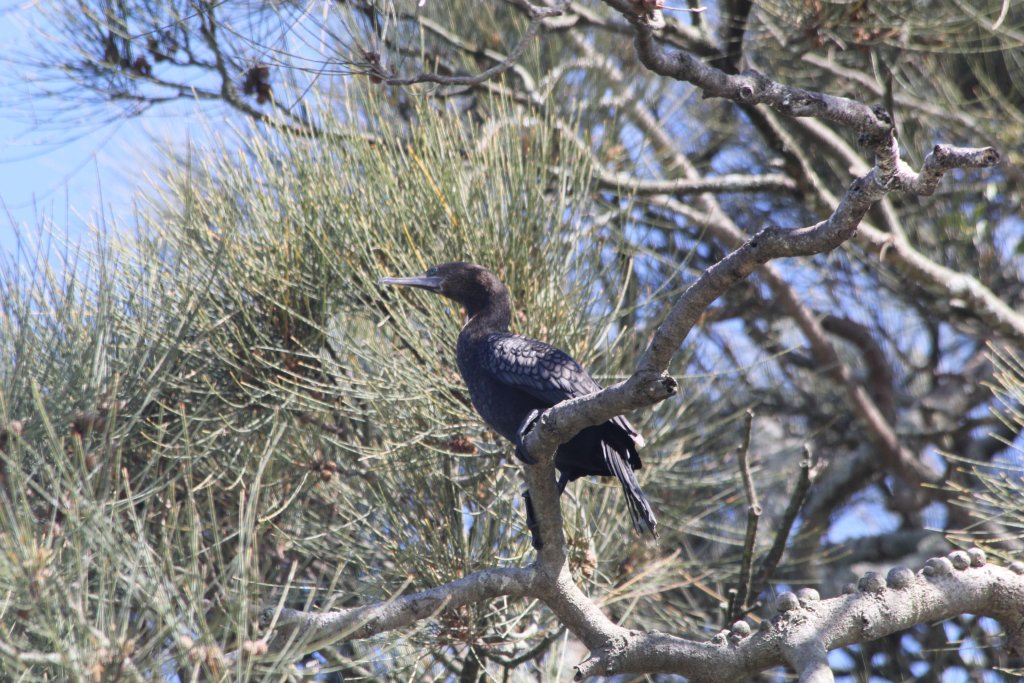 Little Black Cormorant (wild)