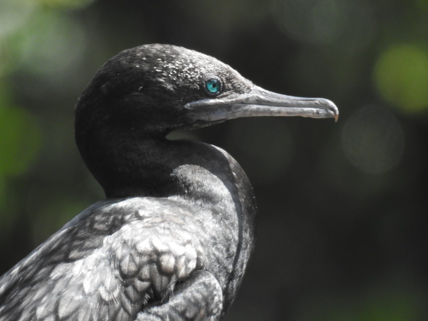 Little Black Cormorant (wild)