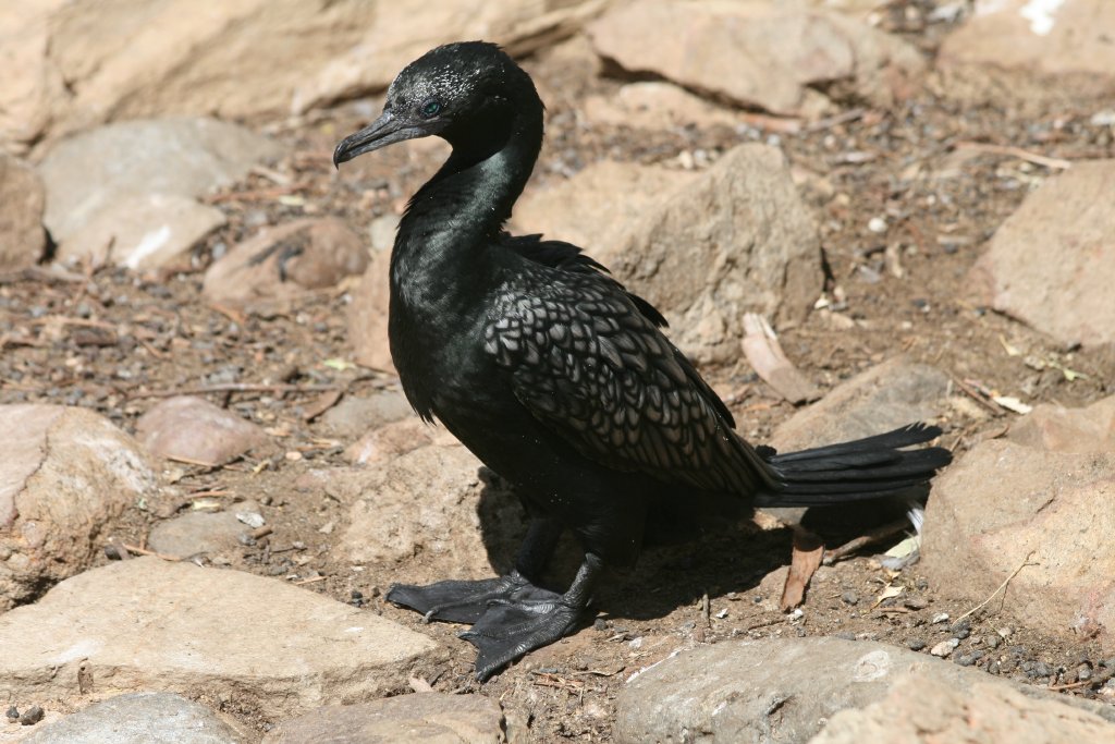 Little Black Cormorant