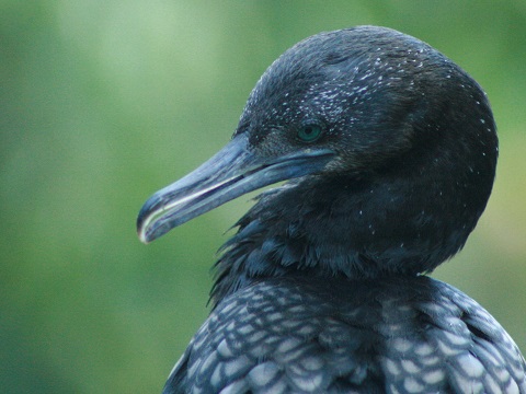 Little Black Cormorant