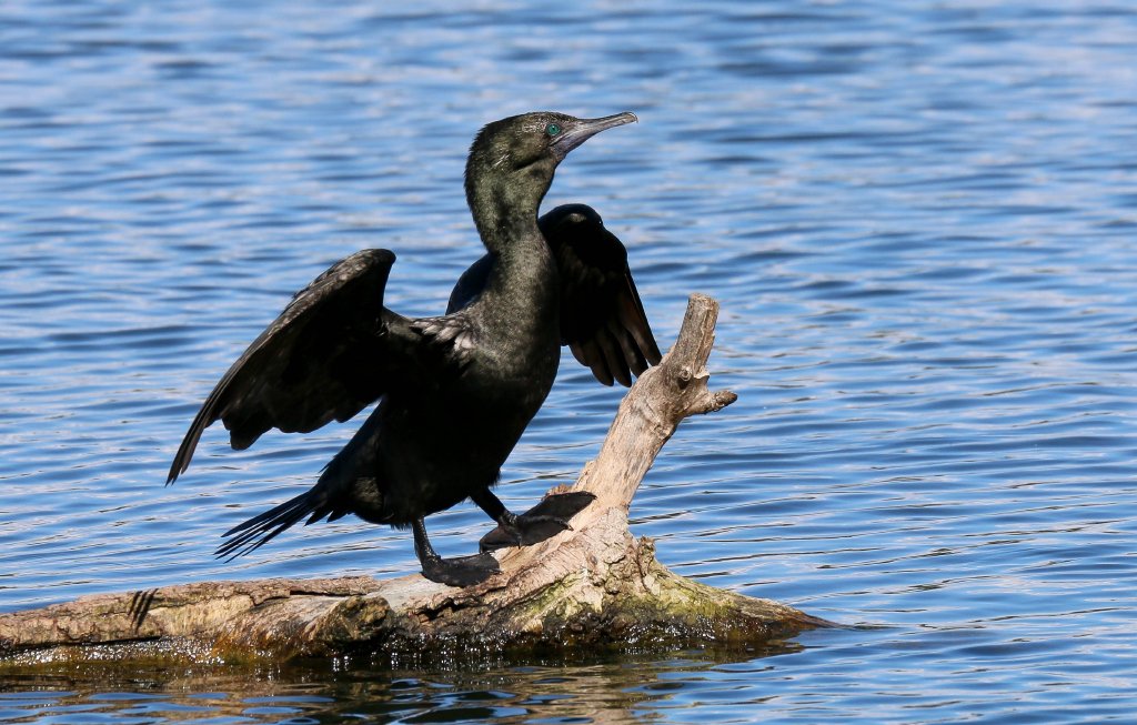 Little Black Cormorant
