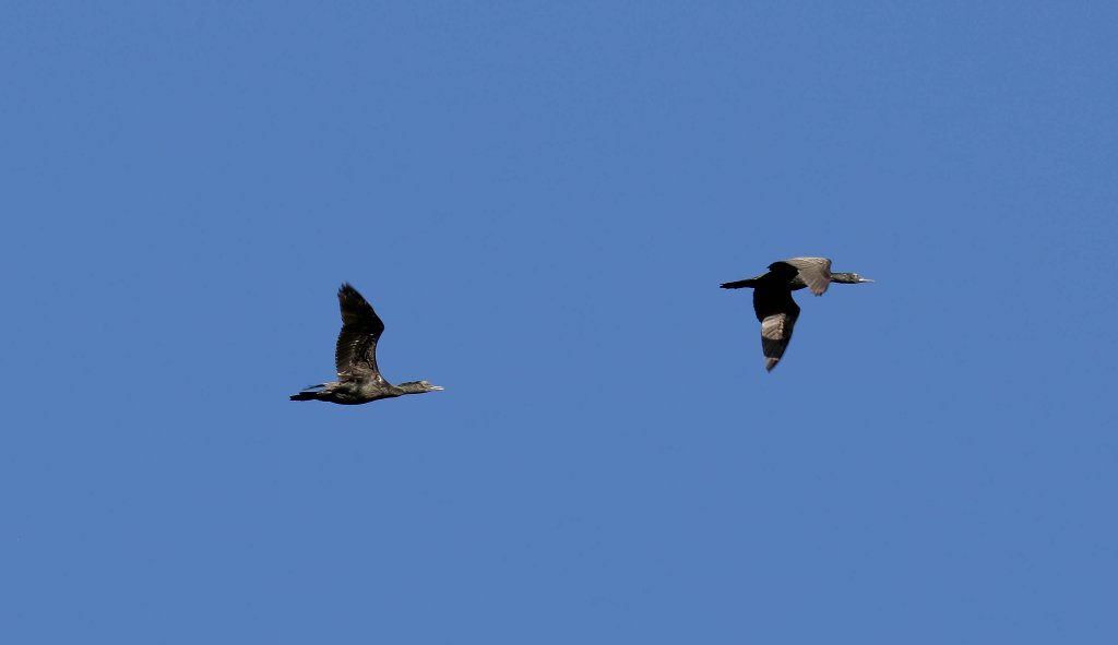 Little Black Cormorant