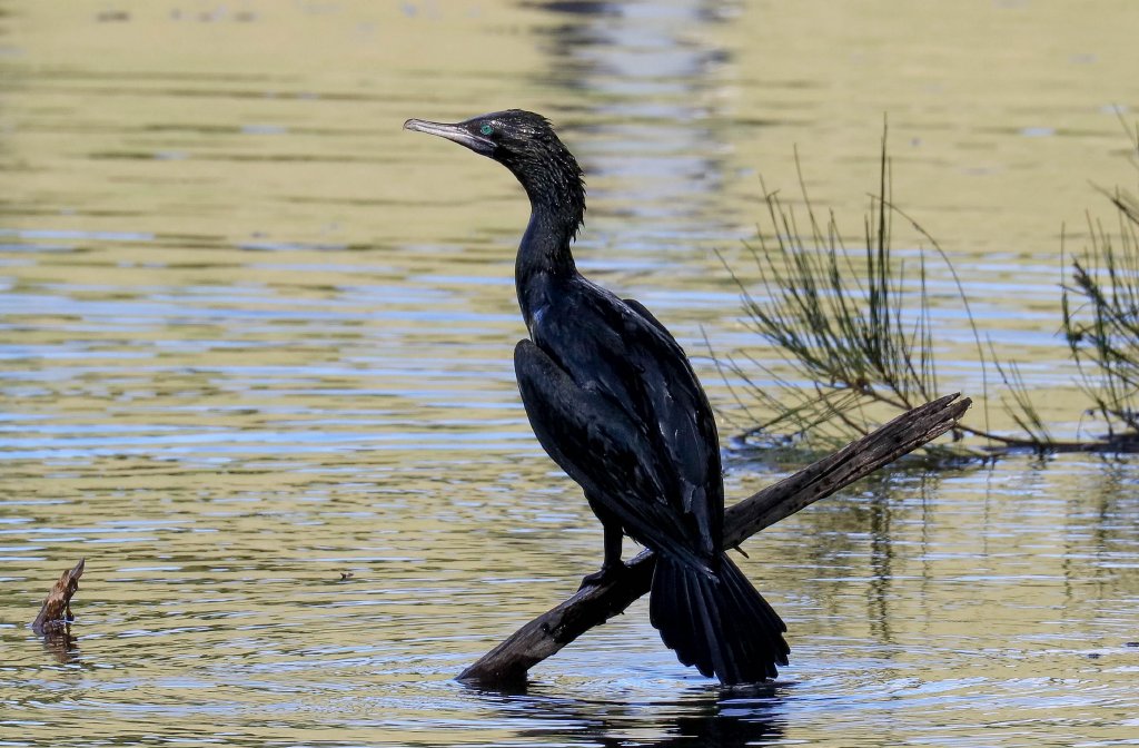 Little Black Cormorant