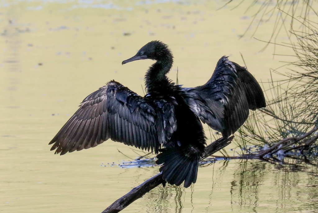 Little Black Cormorant